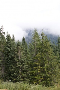 Western evergreen forests-1