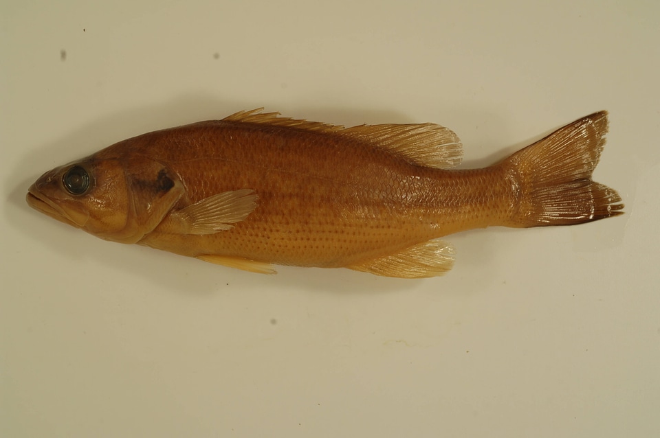 Micropterus punctulatus-1