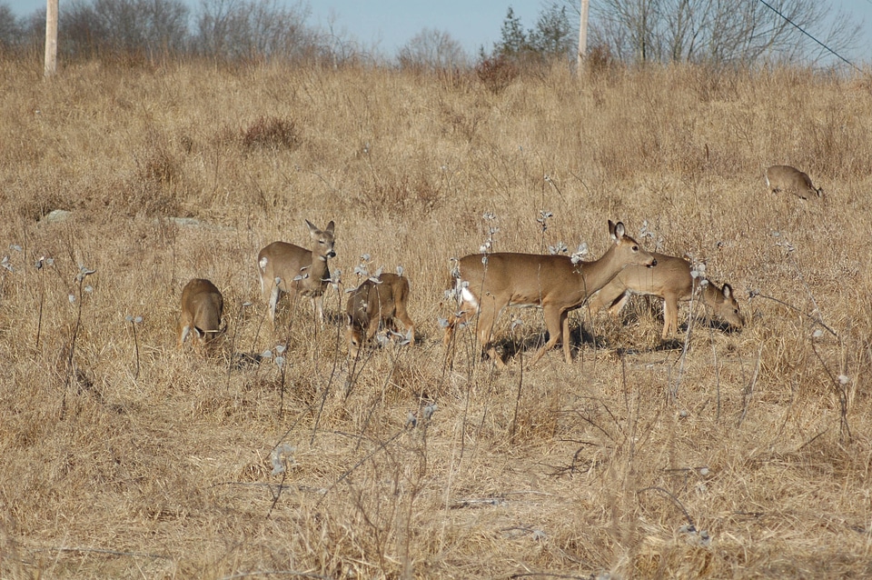 Herd of White-tailed Deer-2