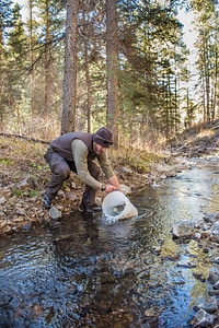 Biologist stocks Gila trout into Mineral Creek-1