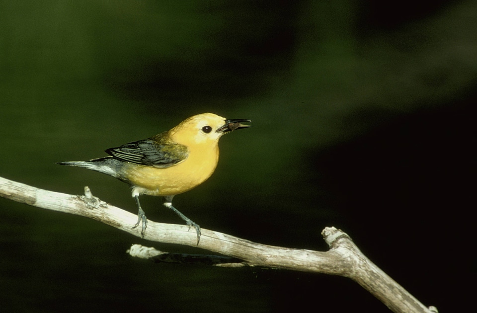 Prothonotary Warbler-1
