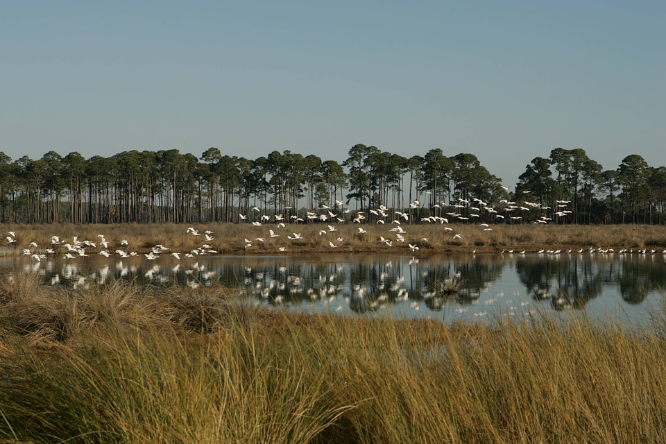 Wetland with birds