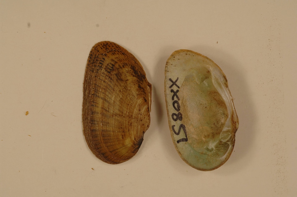 Epioblasma brevidens-3