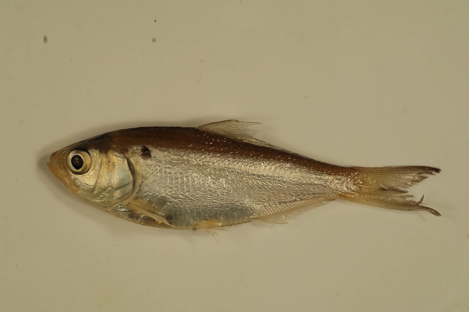 Dorosoma petenense-2