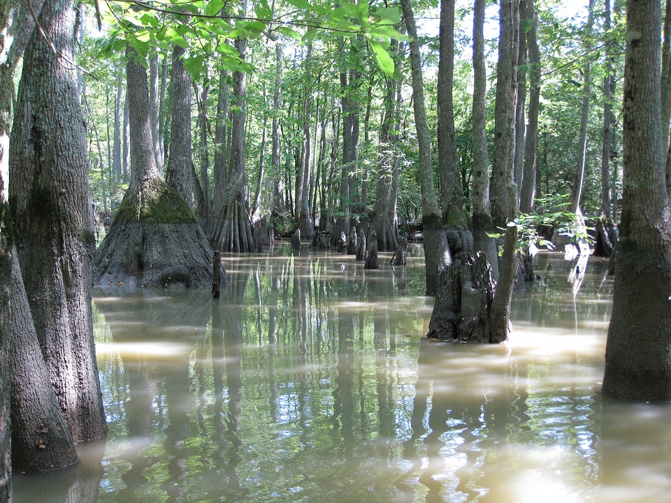 Bottomland hardwoods