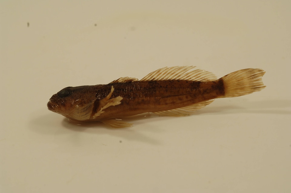 Cottus bairdii-1