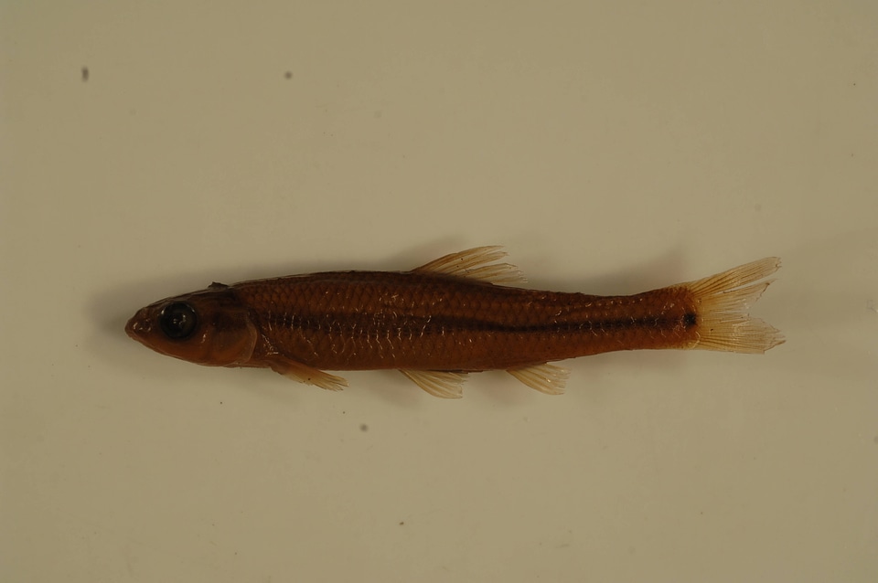 Pimephales notatus-1