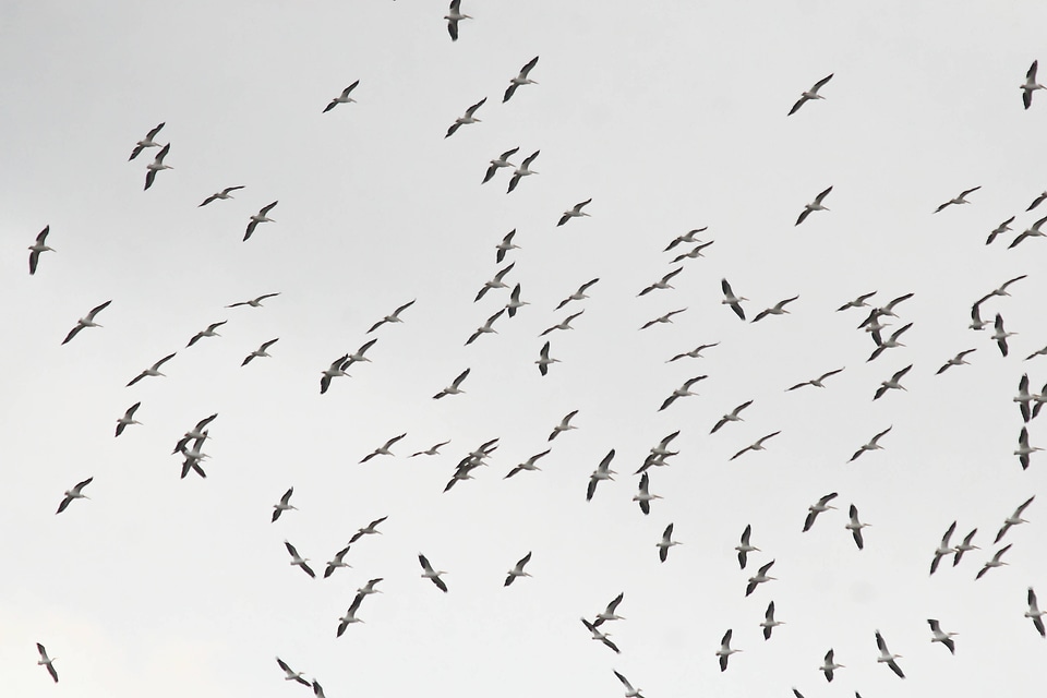 American White Pelican flock-1