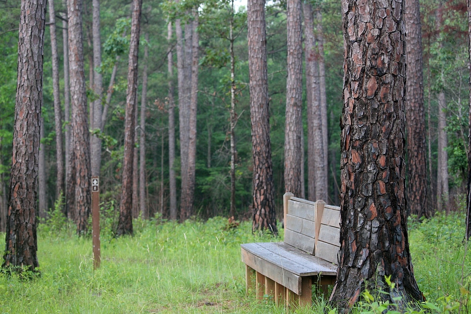 Bench on a trail at Piedmont National Wildlife Refuge