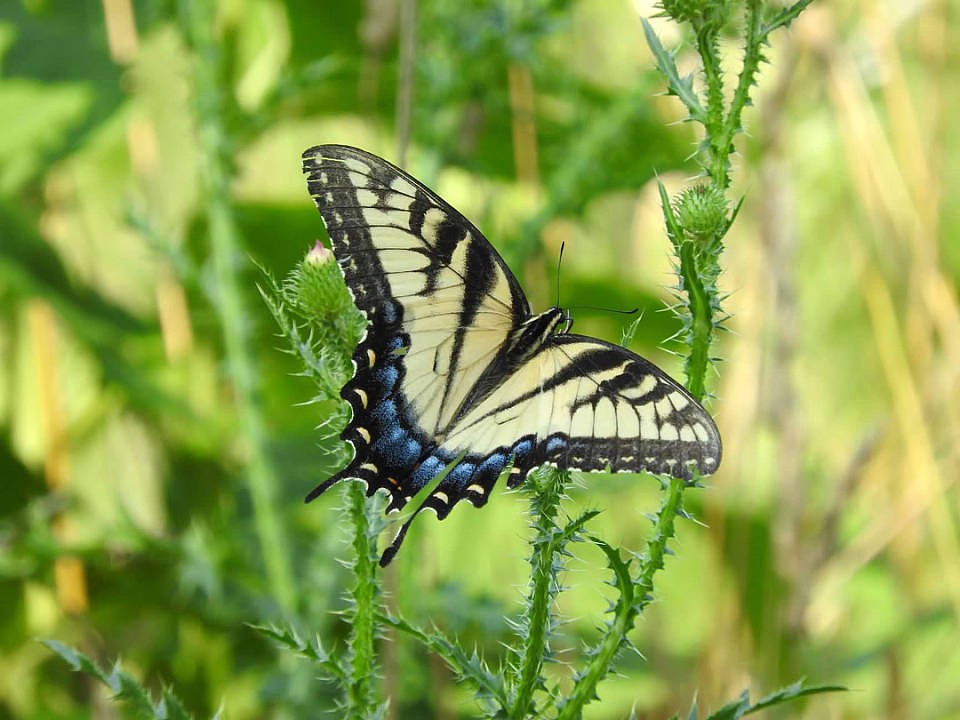Eastern tiger swallowtail-3