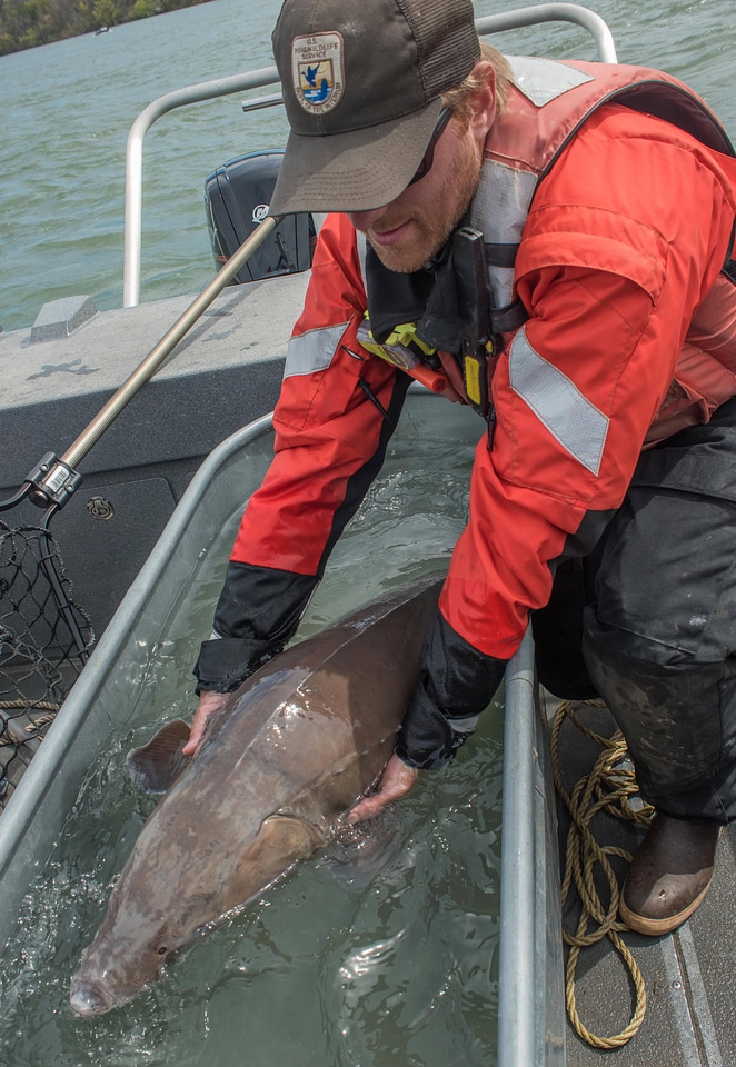 USFWS Fisheries worker checks lake sturgeon-1