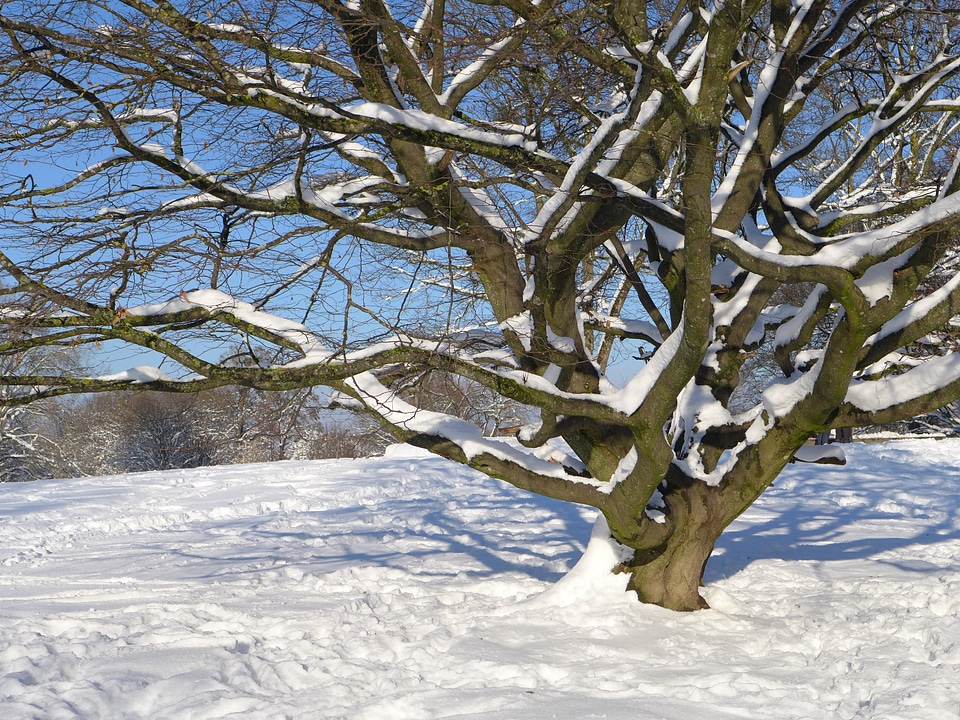 Nature snowy blue photo