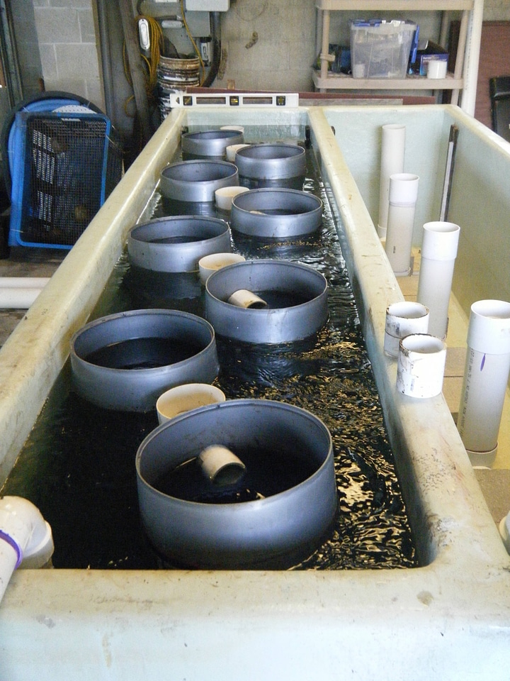 Concrete hatchery raceway