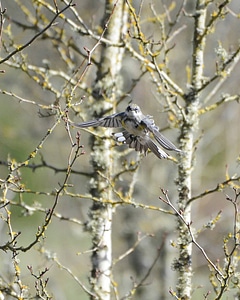 Yellow-rumped Warbler-2