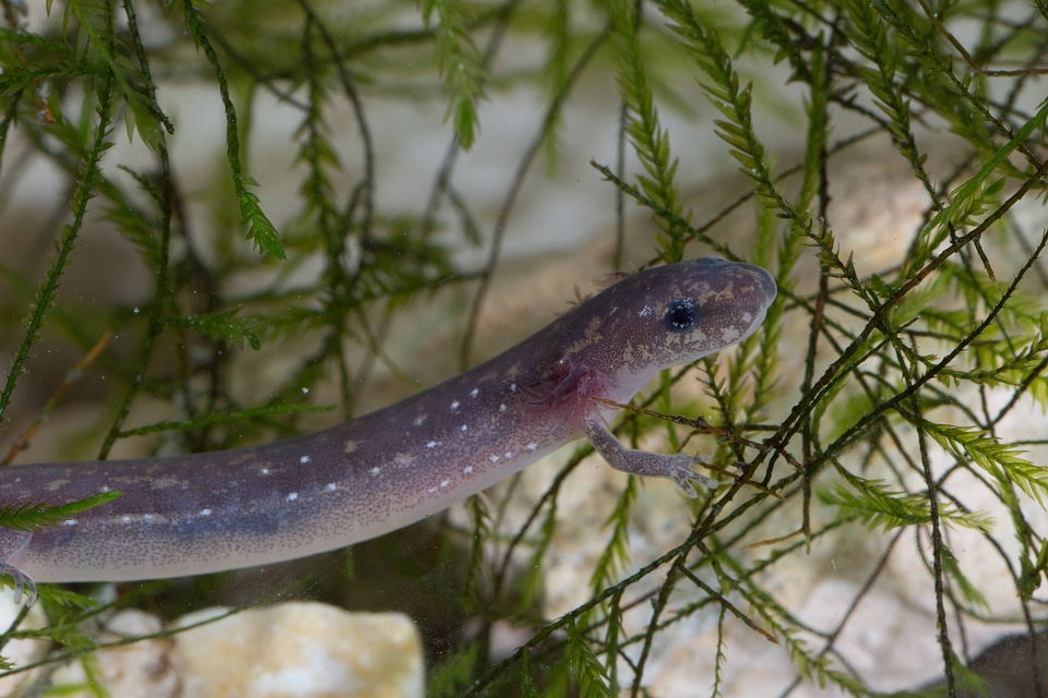 San Marcos Salamander-3