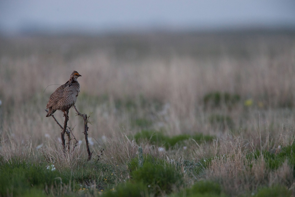 Lesser Prairie-Chicken-2