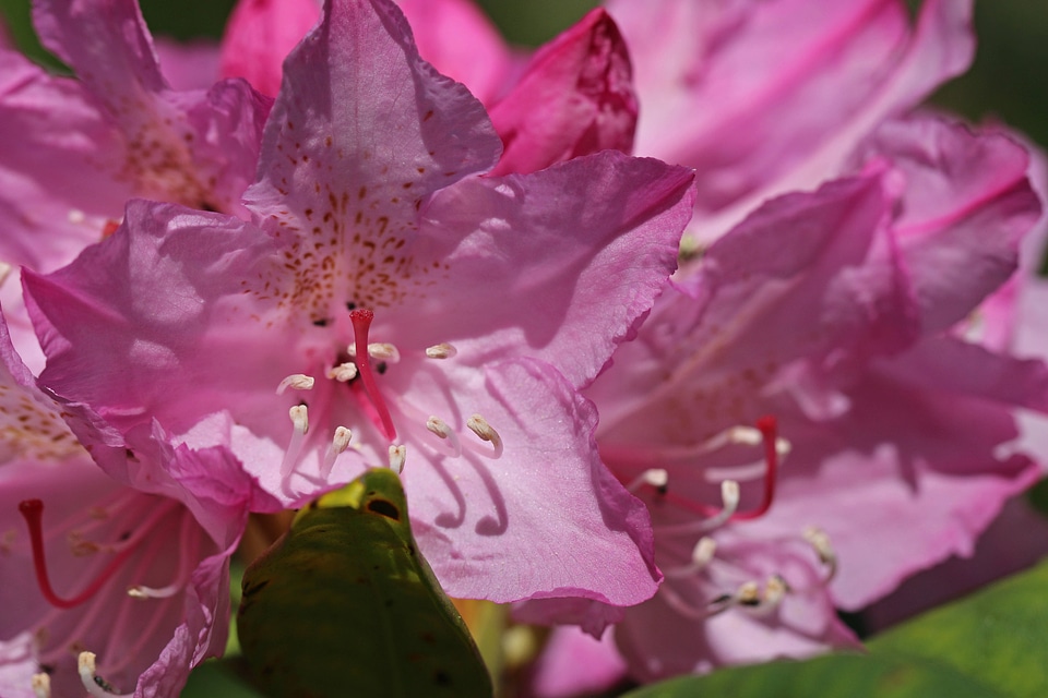 Pacific rhododendron 