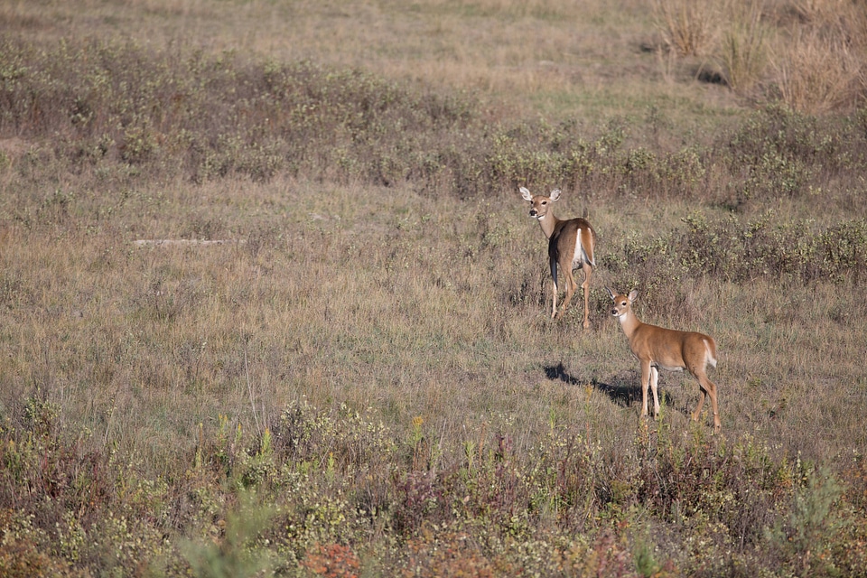 White-tailed Deer-1