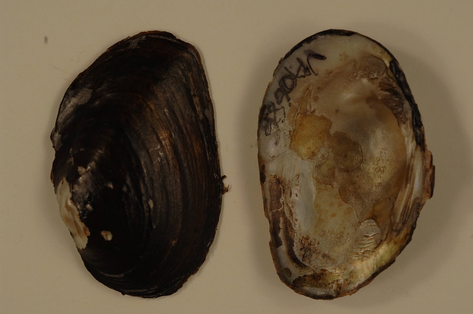 Fusconaia masoni-1