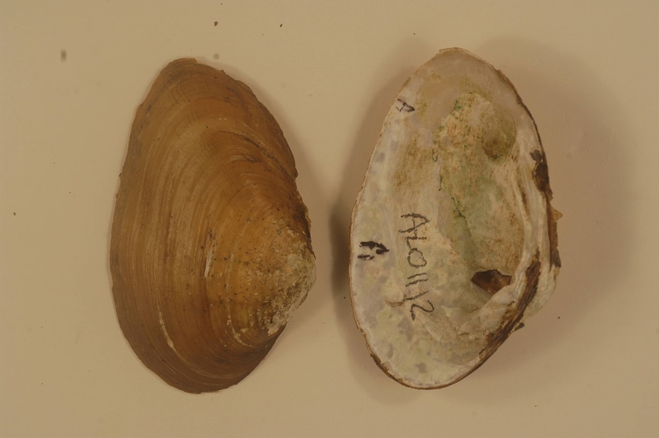 Ptychobranchus foremanianus