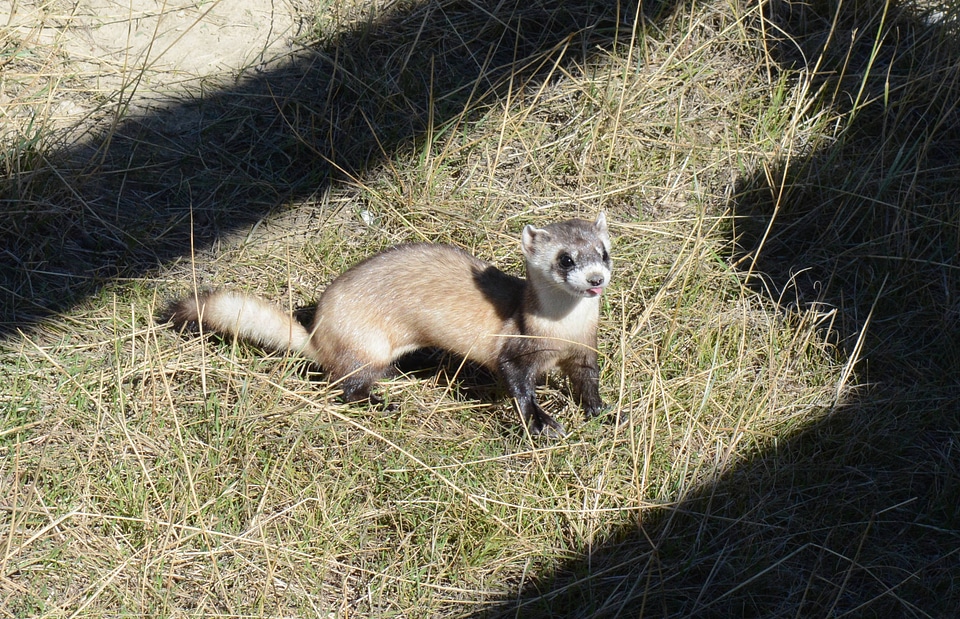 Black-footed Ferret kit
