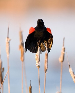 Red-winged blackbird