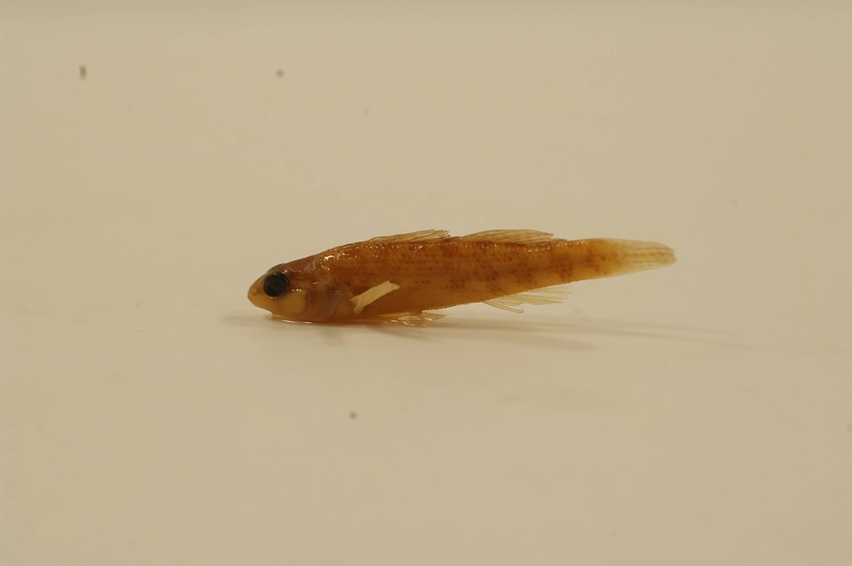 Etheostoma spectabile-1
