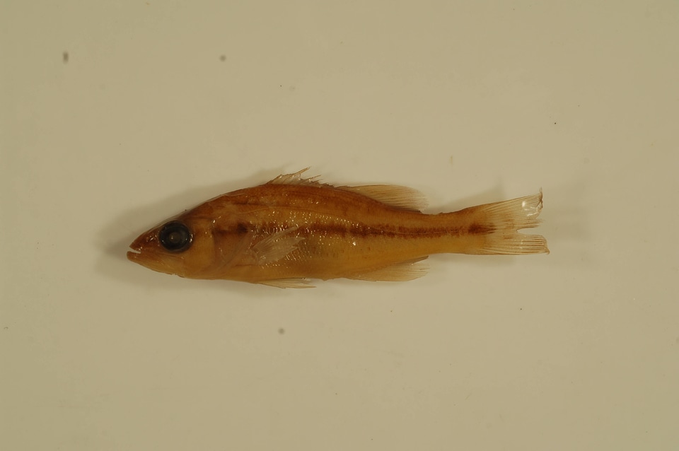 Micropterus punctulatus-3
