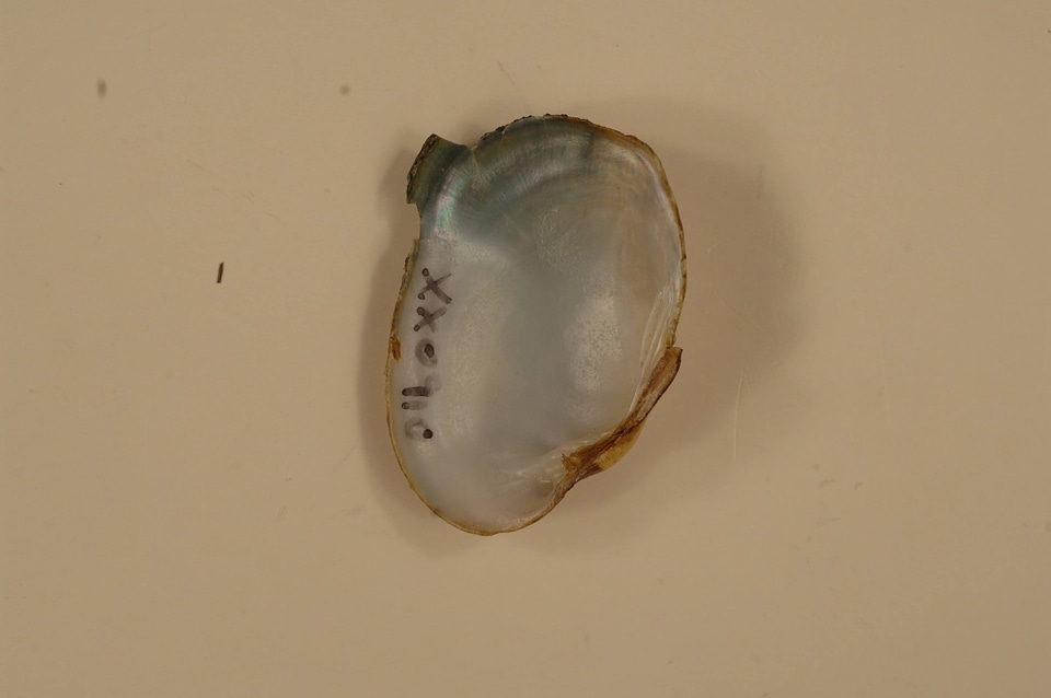 Epioblasma capsaeformis (inside)
