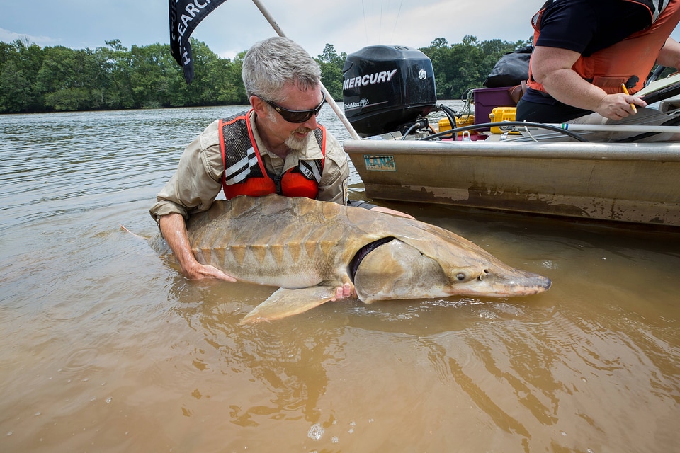 Biologist shows side view of Gulf sturgeon in river-3
