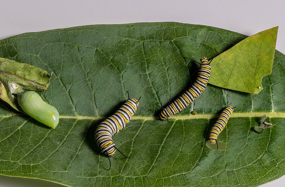 Stages of Monarch caterpillar development