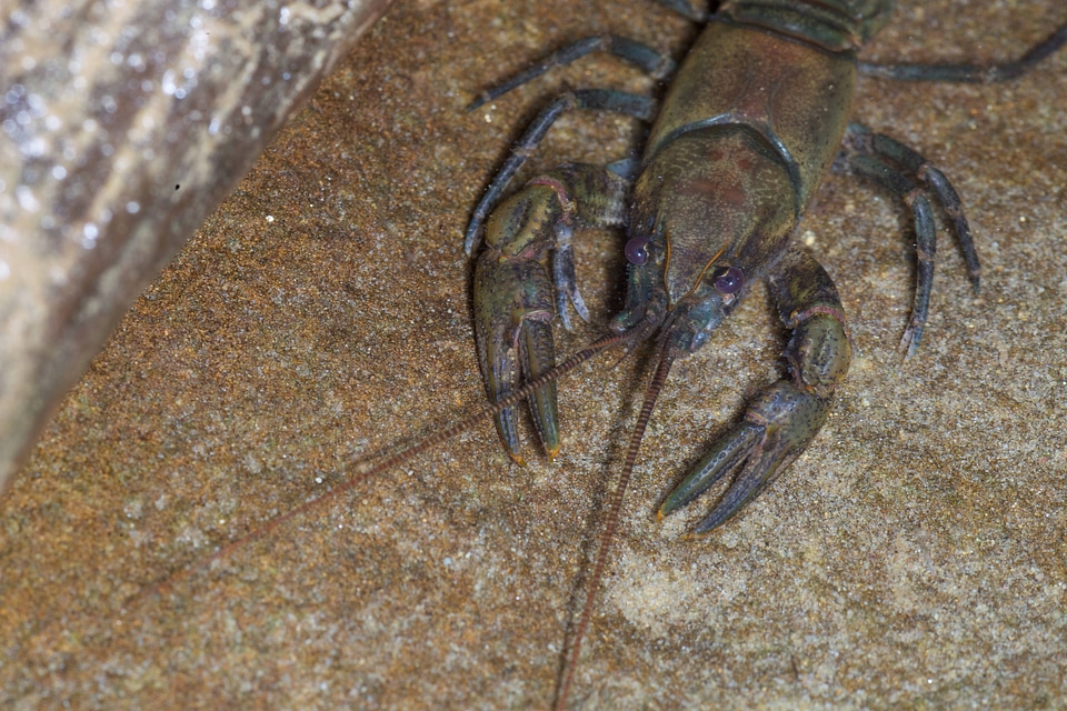 Greenbrier Cave Crayfish-2