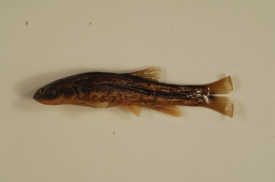 Rhinichthys obtusus