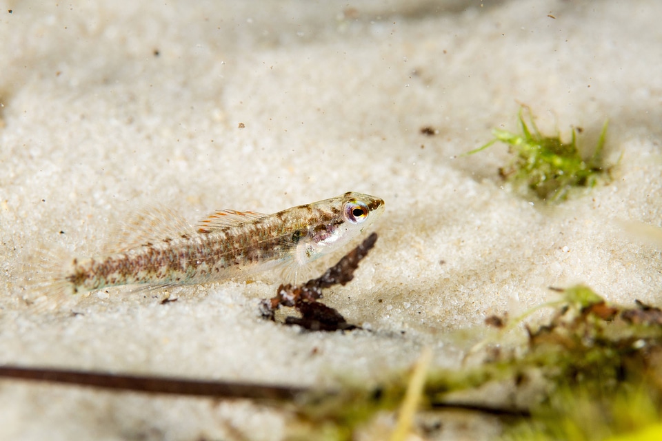 Okaloosa darter-2