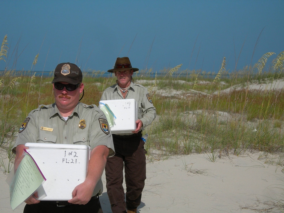 Sea Turtle nest excavation-4
