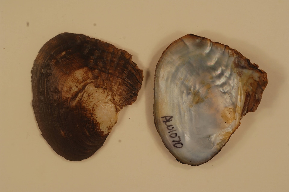 Lasmigona alabamensis