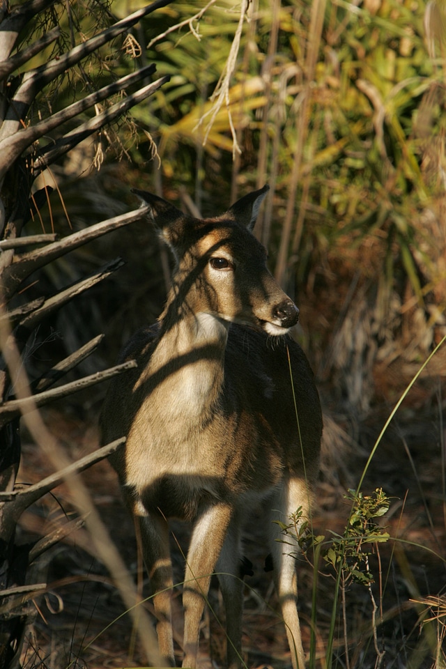 White-tailed deer in the forest