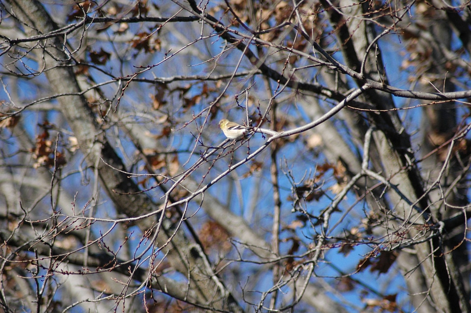 American goldfinch-2