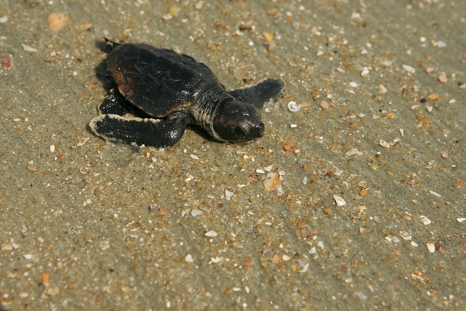 Baby loggerhead heading towards ocean