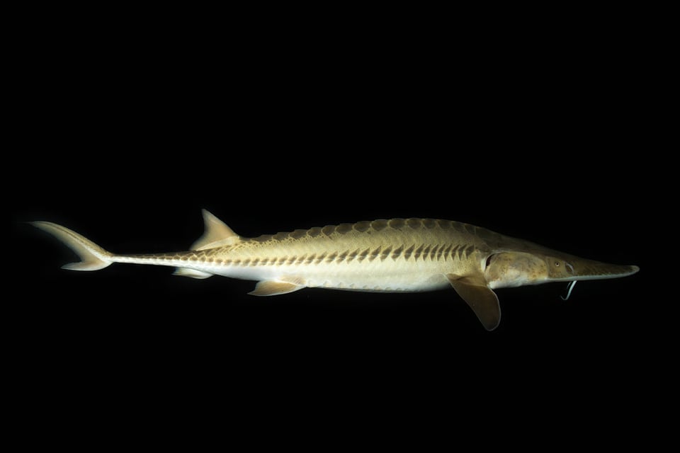 Pallid Sturgeon-1