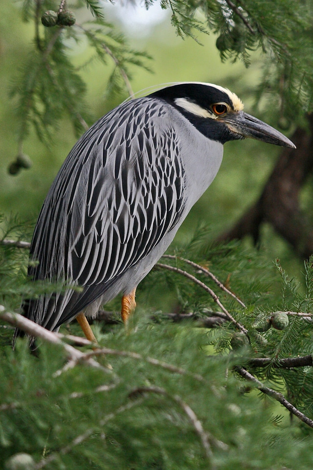 Yellow-crowned Night Heron-1