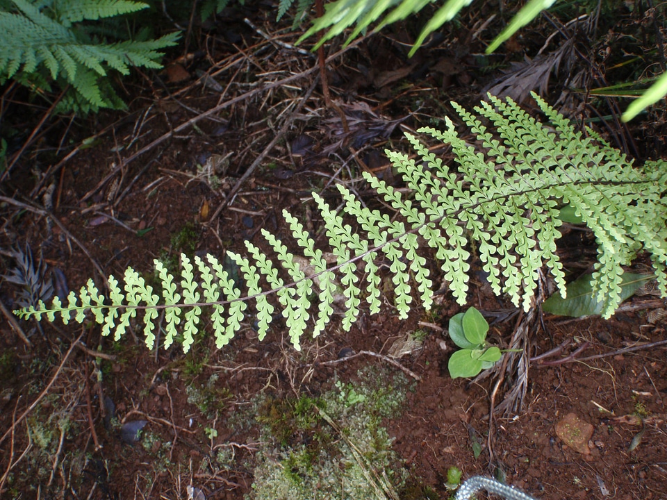 Asplenium dillaciniatum