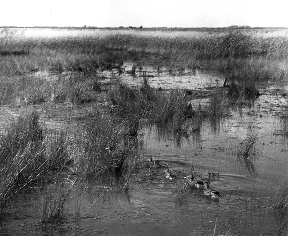 Historical Waterfowl Survey-2