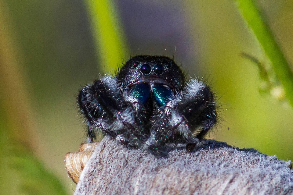 Daring Jumping Spider 