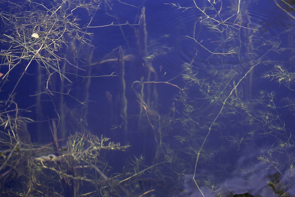 Looking into the water