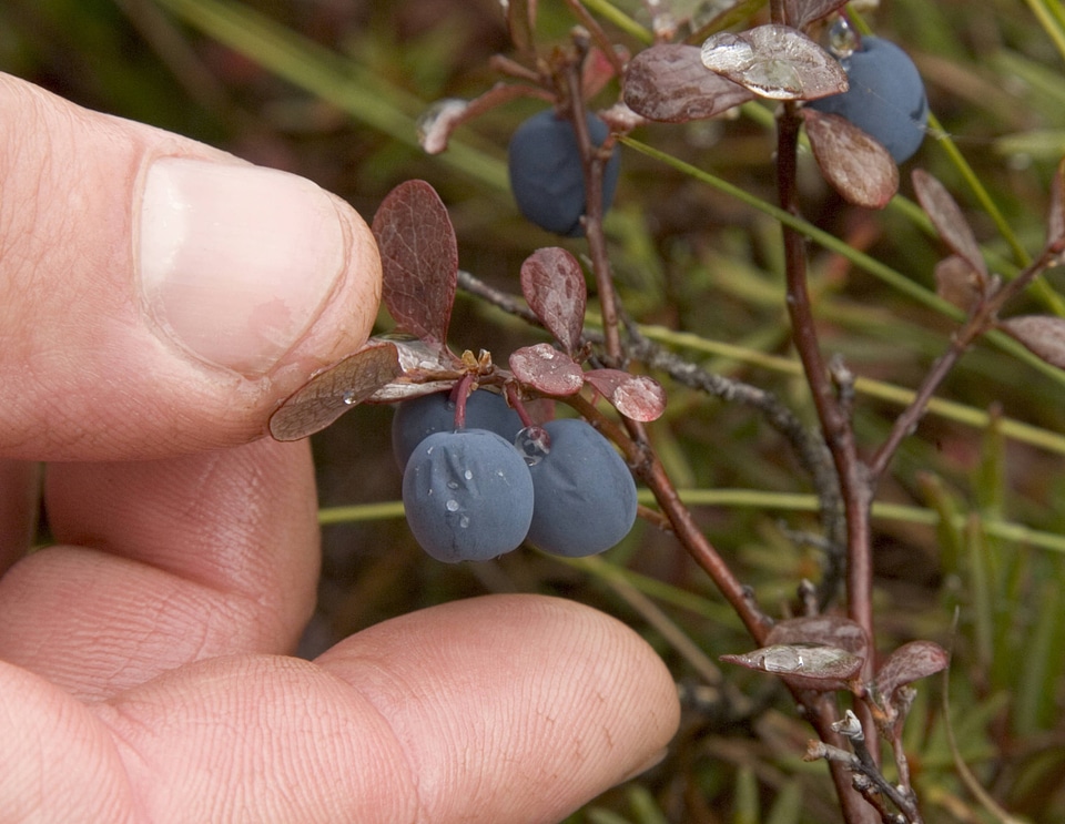 Bog blueberries or asriavik