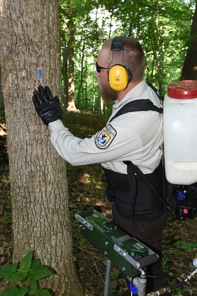 NCTC land management specialist uses motorized injector to treat ash trees-1