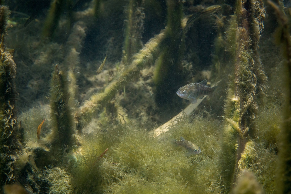 Ash Meadows Amargosa pupfish-2