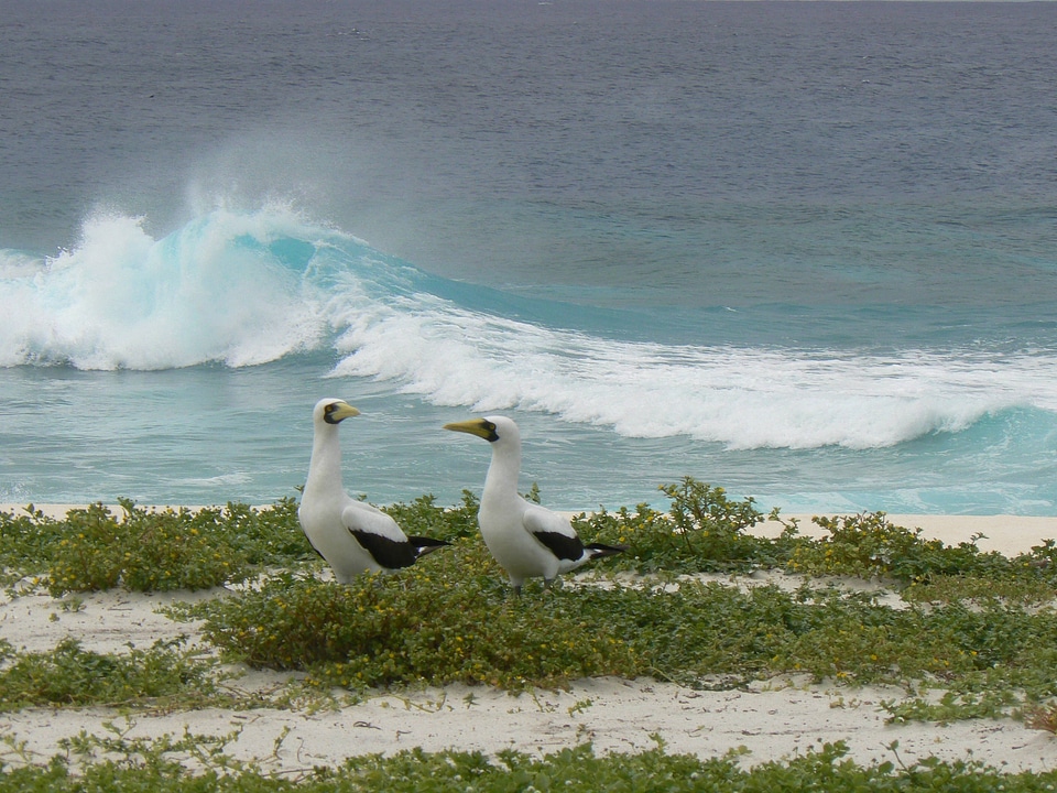 Masked boobies on Baker Island National Wildlife Refuge