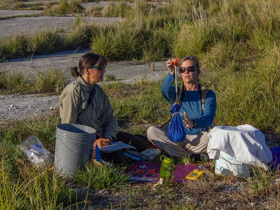 Recording health of Laysan ducks